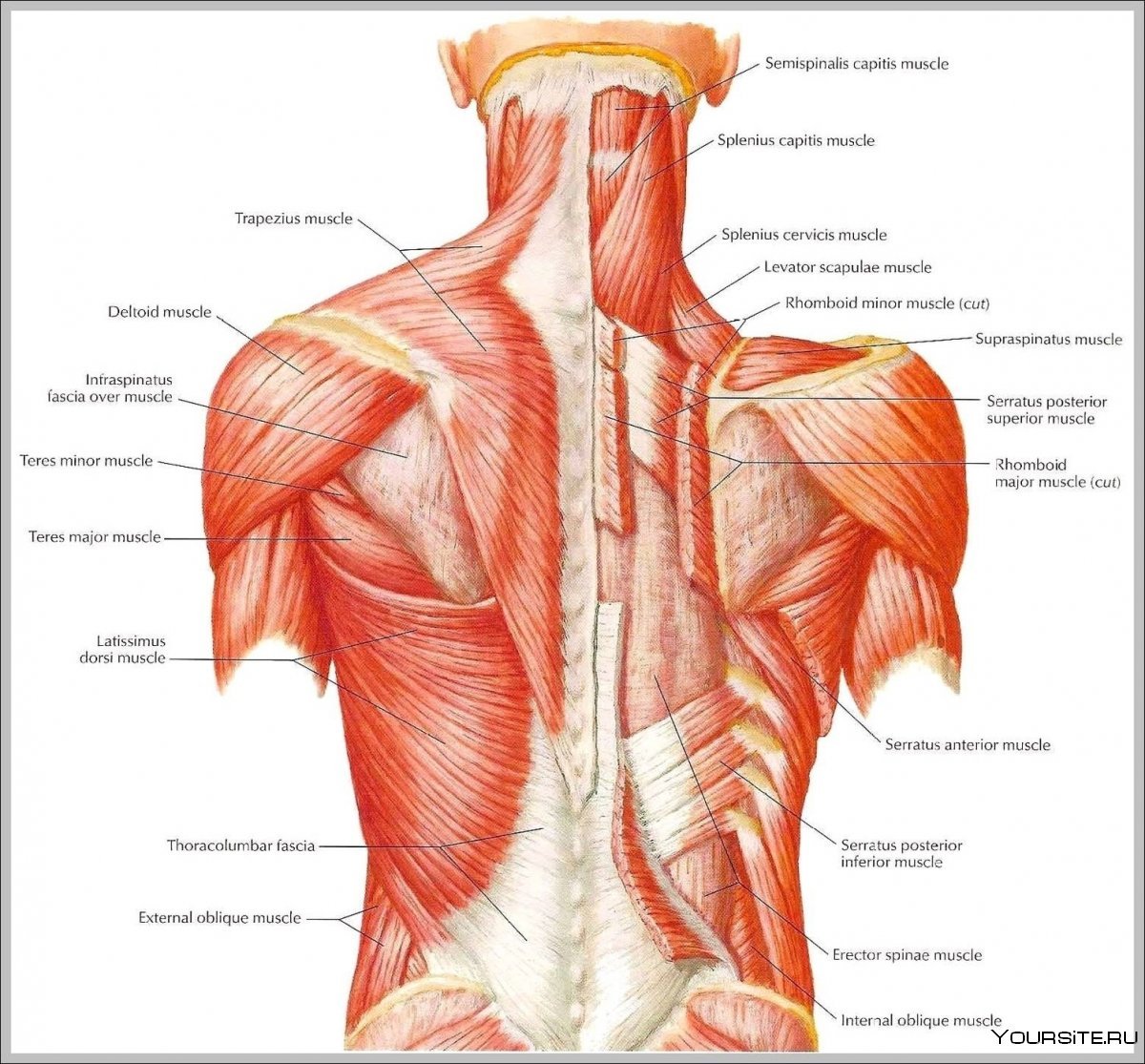 Ромбовидная мышца спины фото