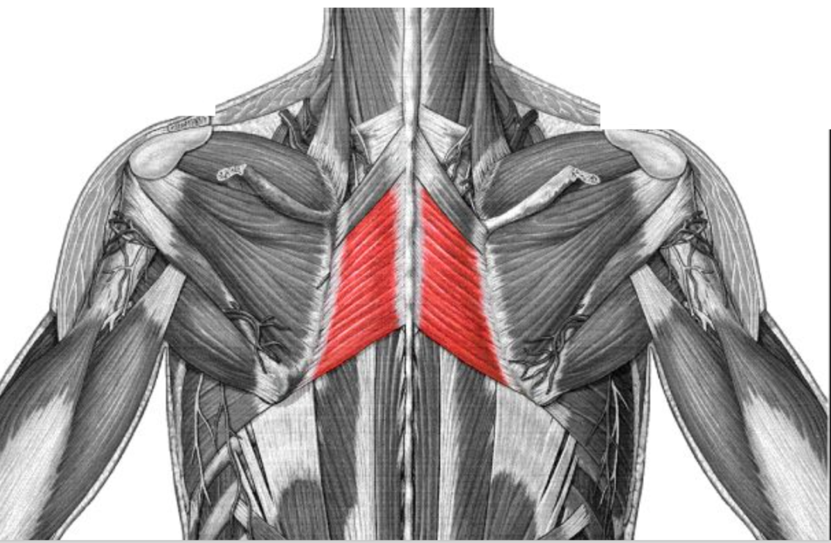 Верхняя трапециевидная. Ромбовидная мышца анатомия. Большая и малая ромбовидные мышцы спины. Ромбовидные мышцы спины анатомия. Ромбовидная и трапециевидная мышцы.