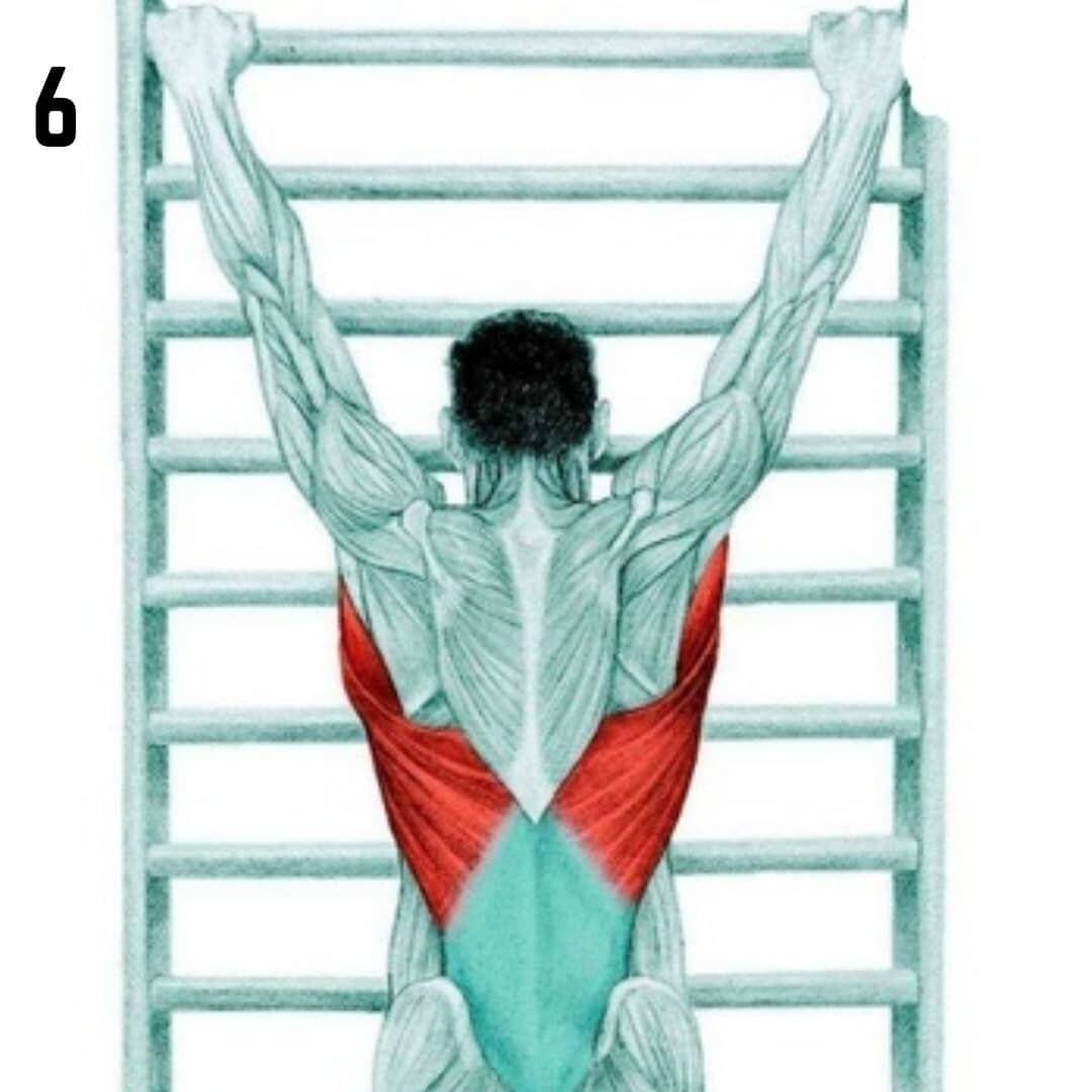 Надостная мышца спины