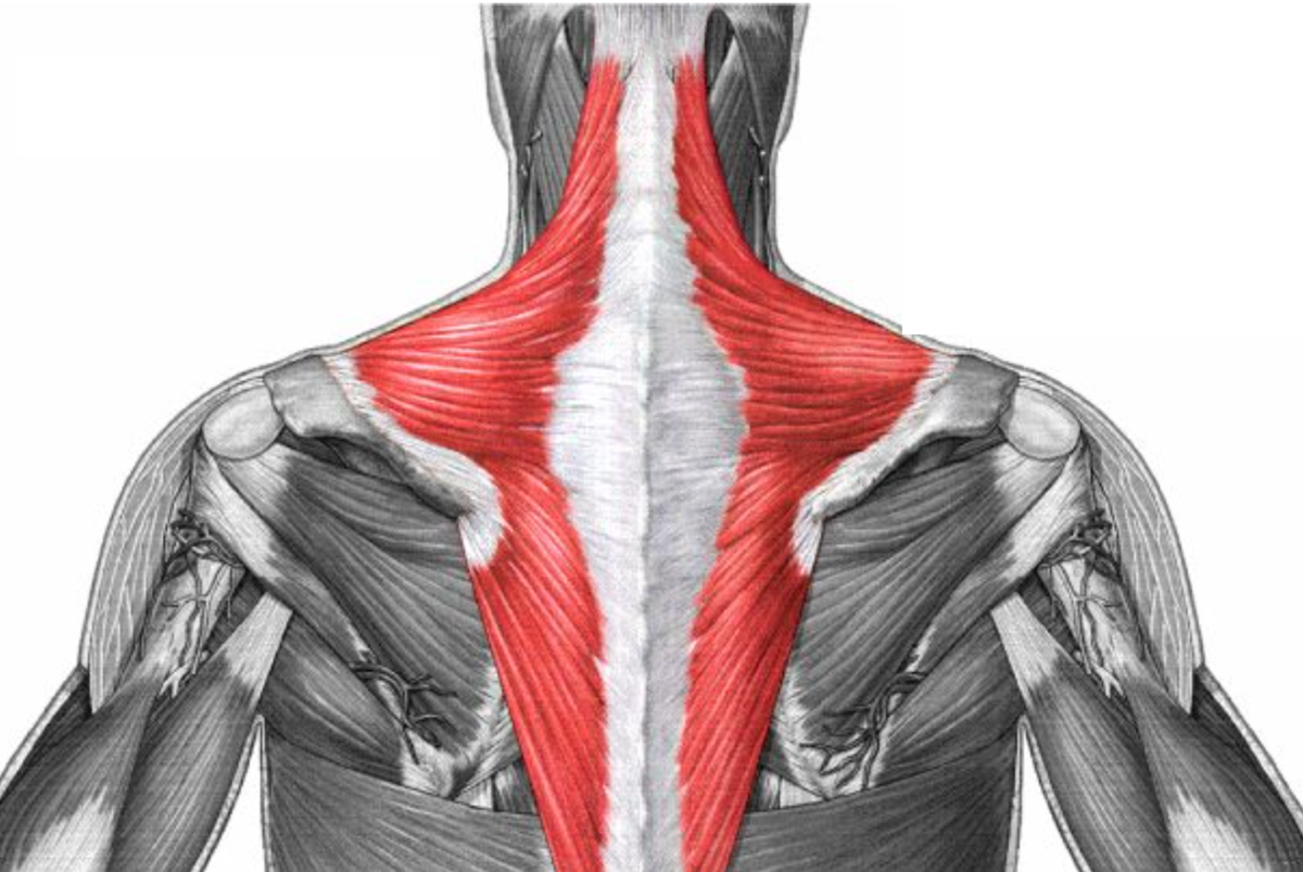 Женская спина мышцы