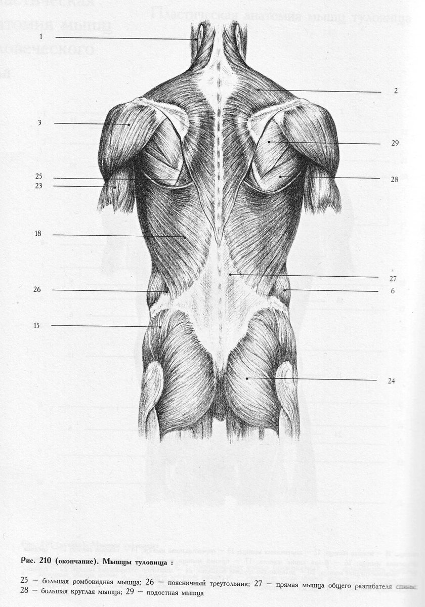Косая мышца спины