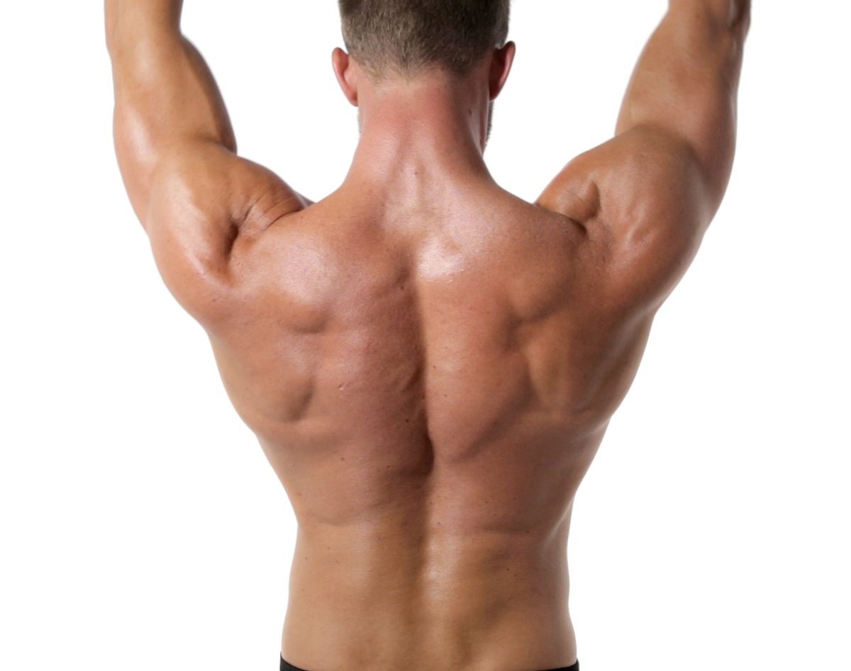 Trace back. Анатомия спины. Мышцы спины референс. Референс спины анатомический. Спина фото анатомия.