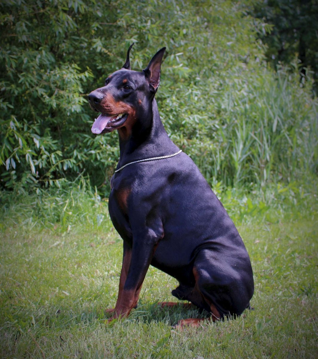 Нападающий Доберман