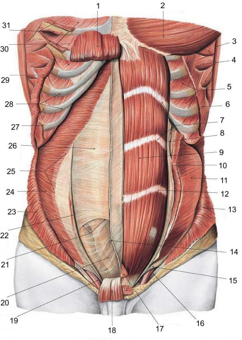 Живот стенки полости живота. Мышцы и фасции живота анатомия. Сухожильные перемычки прямой мышцы живота. Мышцы живота послойно анатомия. Передняя брюшная стенка мышцы анатомия.