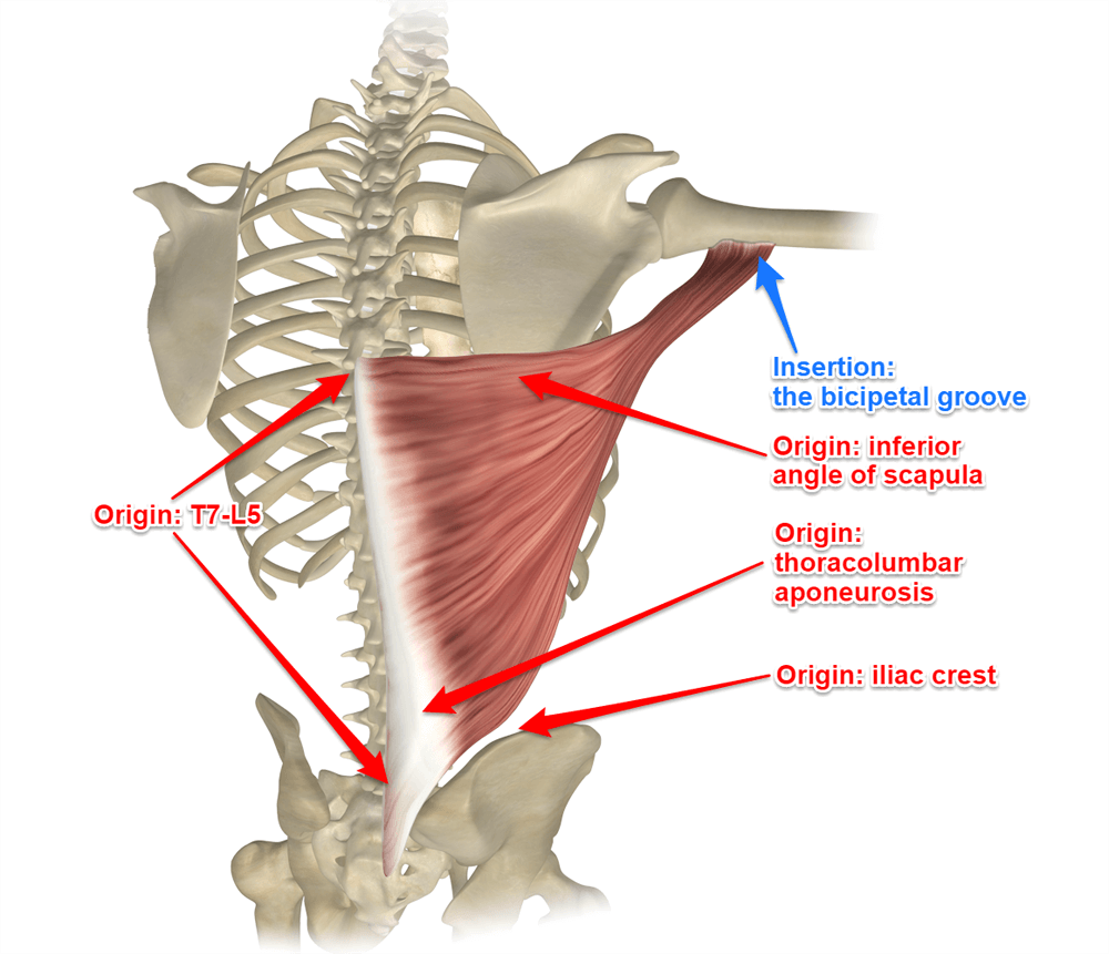Полуостистая мышца спины анатомия