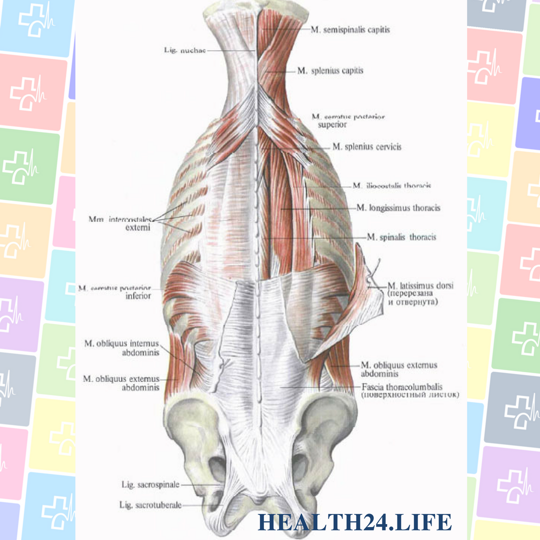 Квадратная мышца поясницы анатомия функции