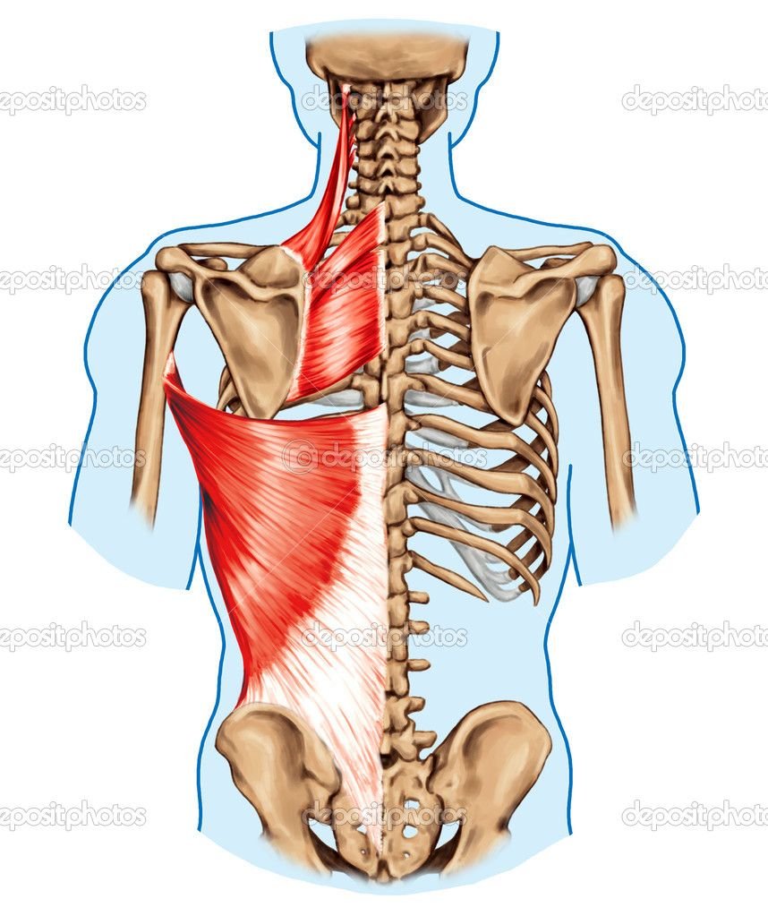 Глубокие мышцы спины медунивер