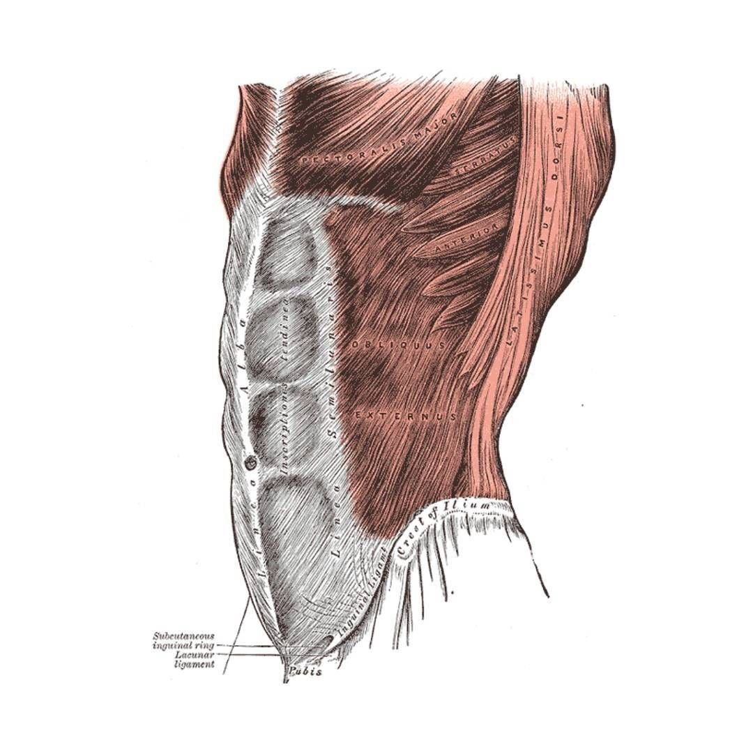 Transversus abdominis анатомия