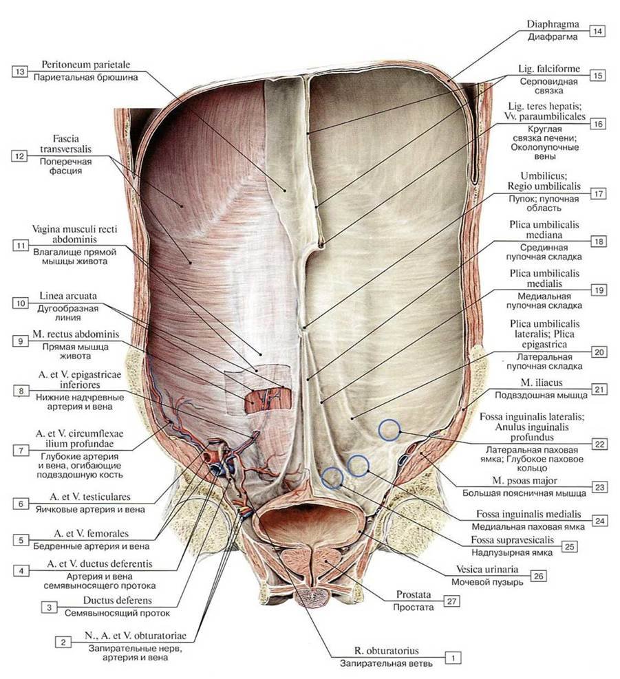 Вены передней брюшной стенки анатомия