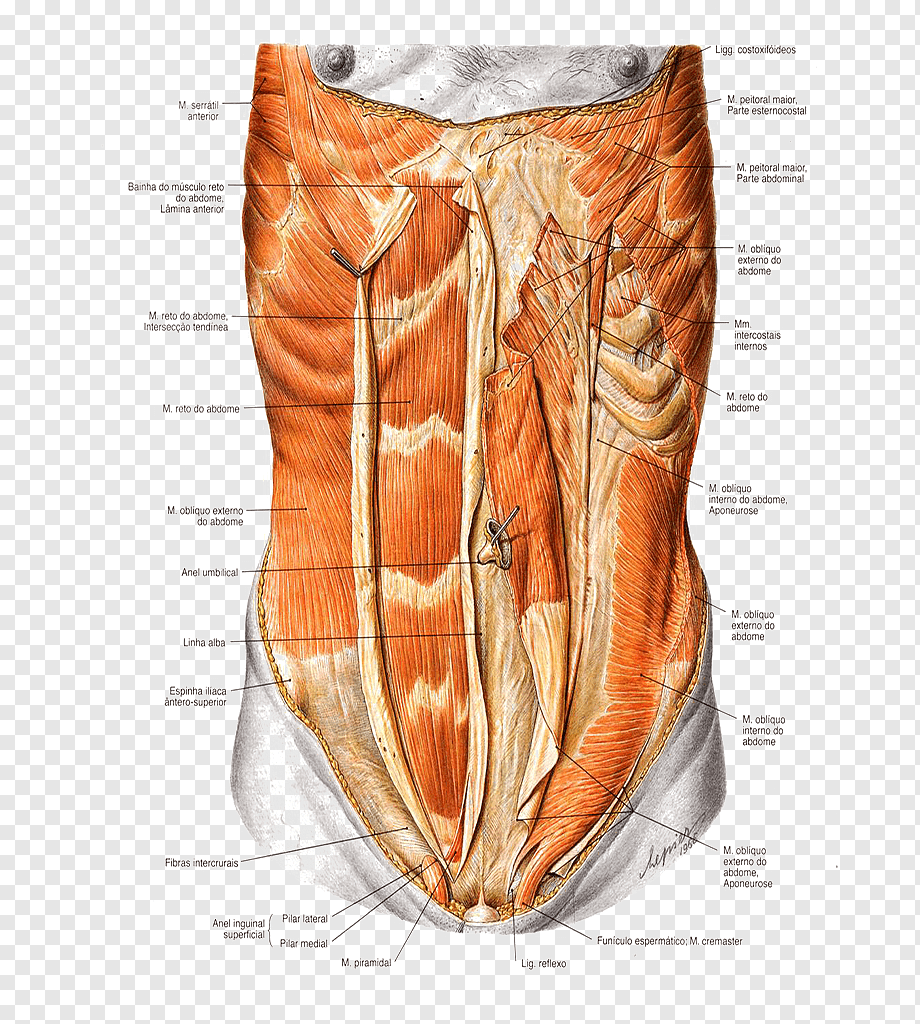Transversus abdominis мышца