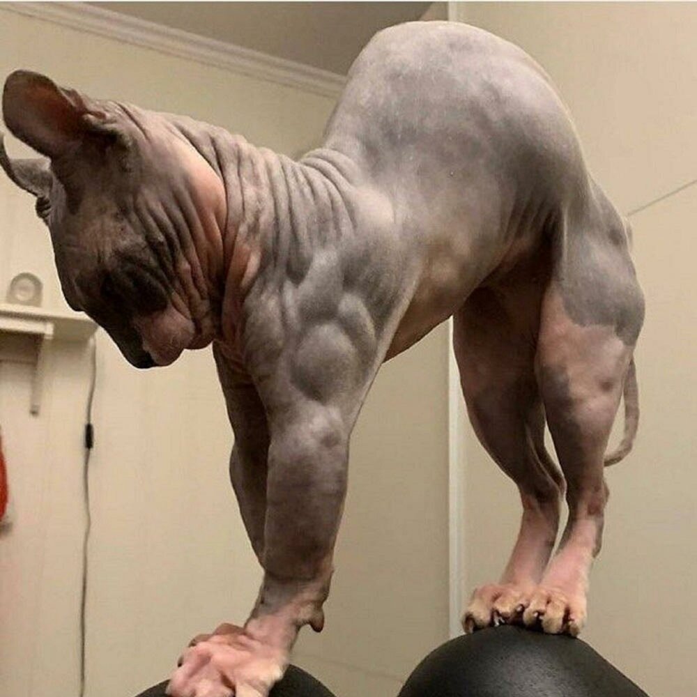 Котик с мускулами