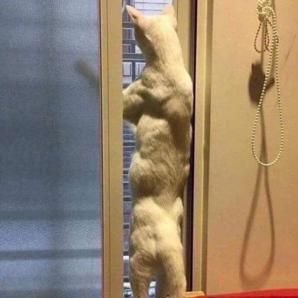 Кот где мой протеин