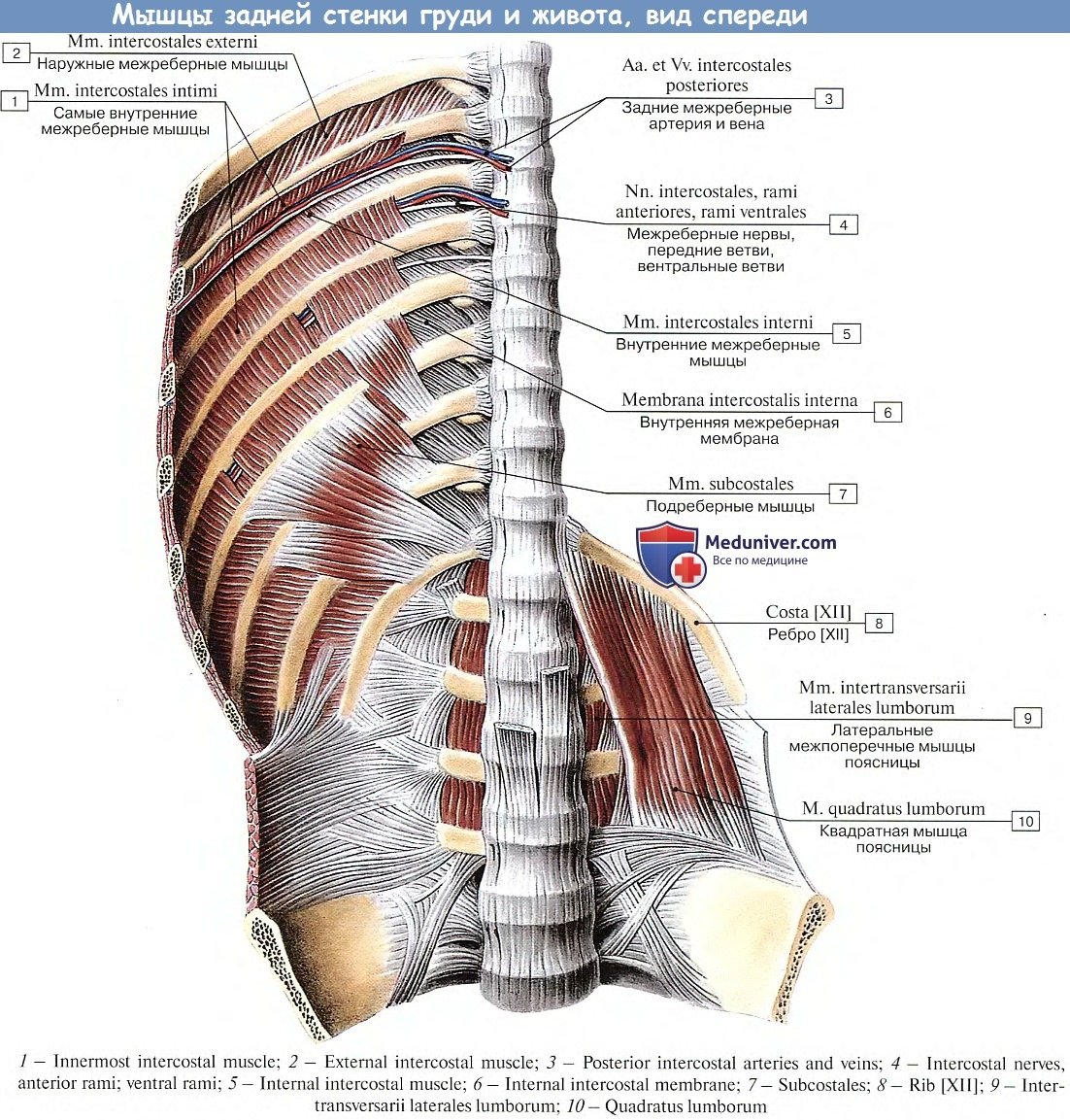 Внутренние межреберные мышцы анатомия