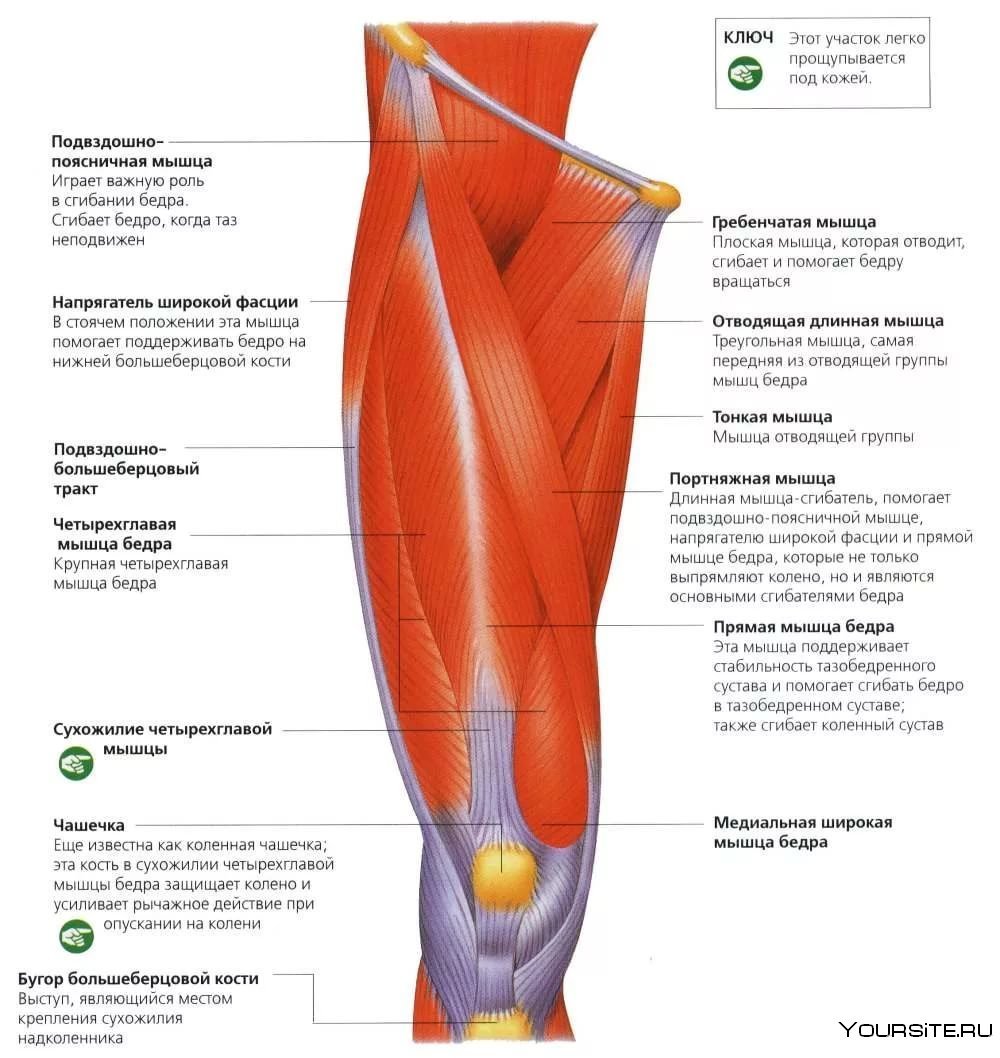 Анатомия бедра ноги человека