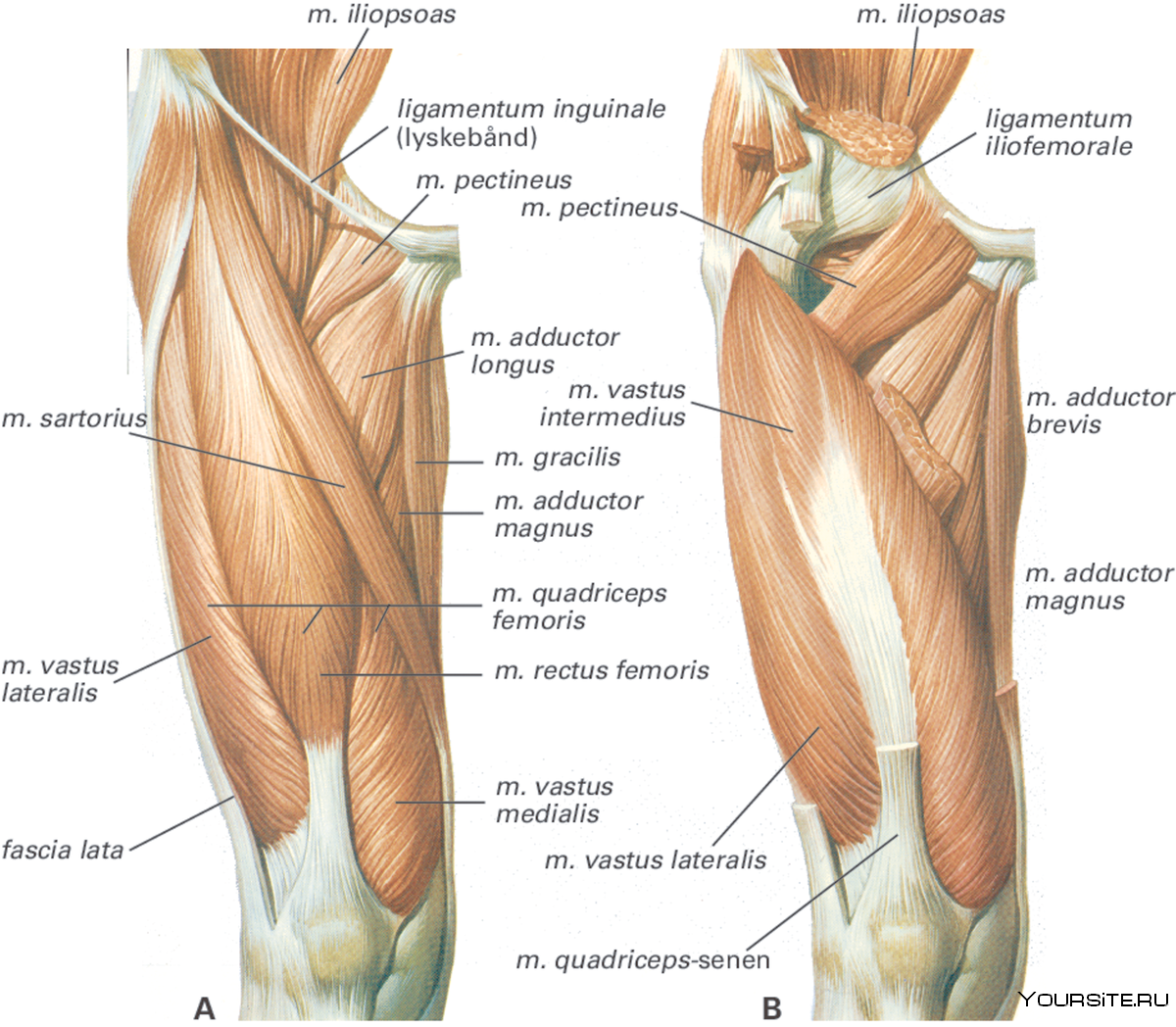 Мышцы бедра передняя задняя медиальная