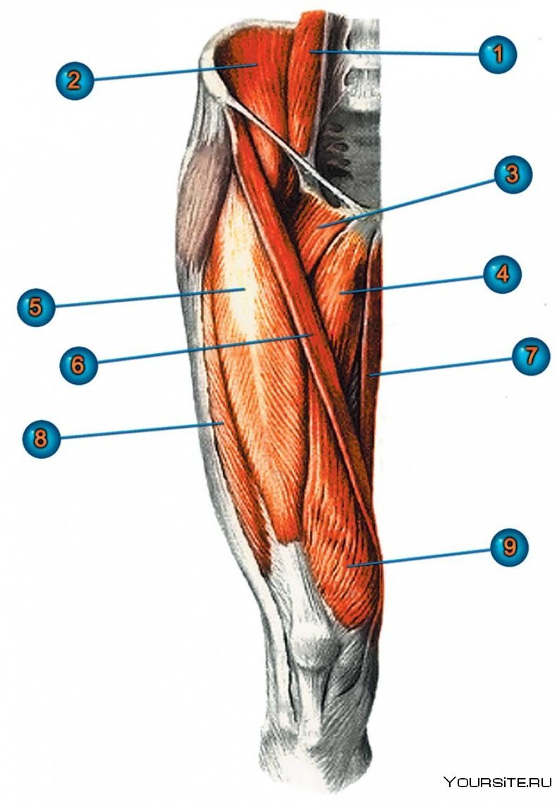 Портняжная мышца бедра анатомия