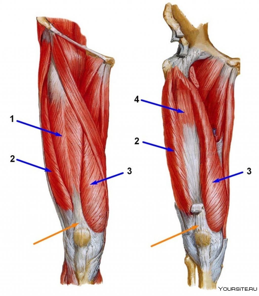 Квадрицепс анатомия