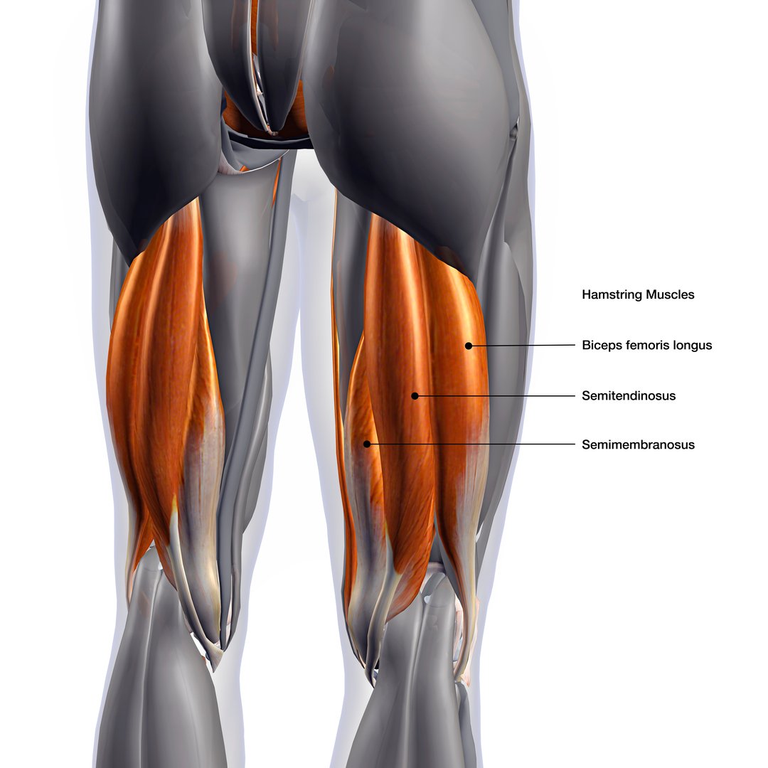 Tensor fasciae Latae мышца