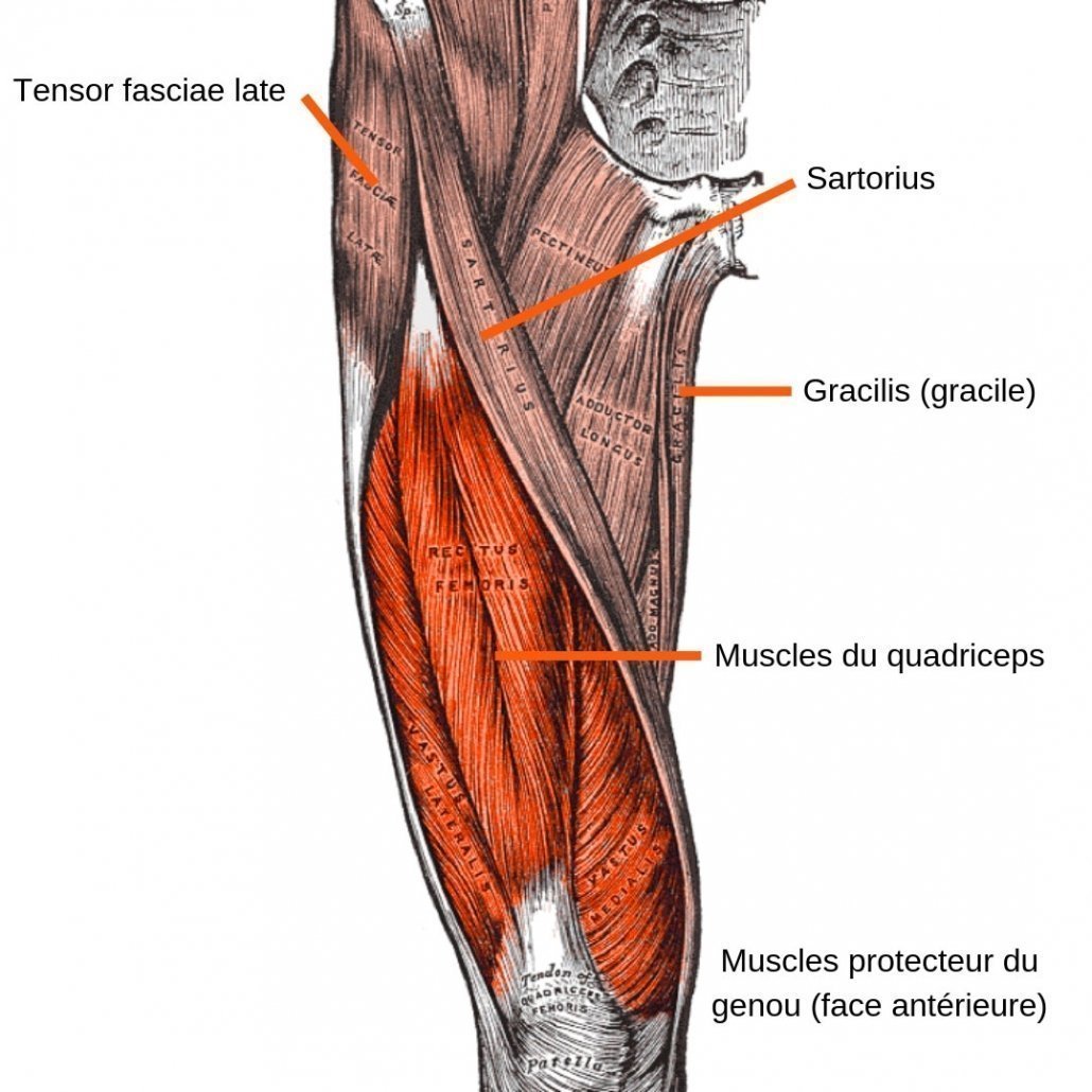 Quadriceps femoris мышца