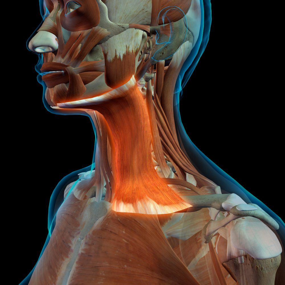 Платизма мышца шеи анатомия