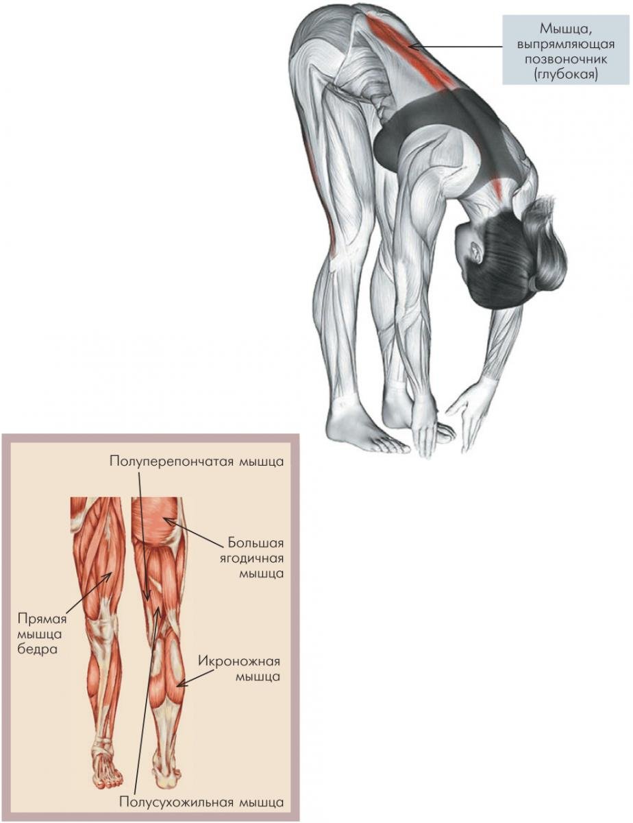 Пояснице ягодице и ноге. Полусухожильная и полуперепончатая мышцы. Полуперепончатая мышца бедра растяжка. Тренировка полусухожильной мышцы. Полуперепончатая мышца бедра упражнения.