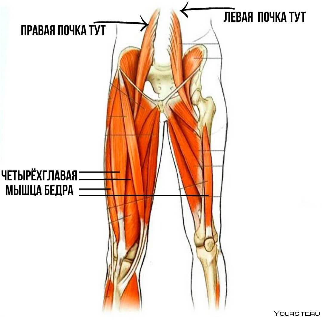 Четырехглавая мышца бедра