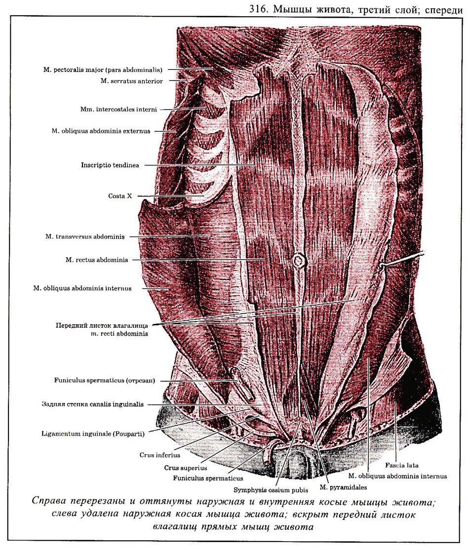 Мышцы передней брюшной стенки топографическая анатомия