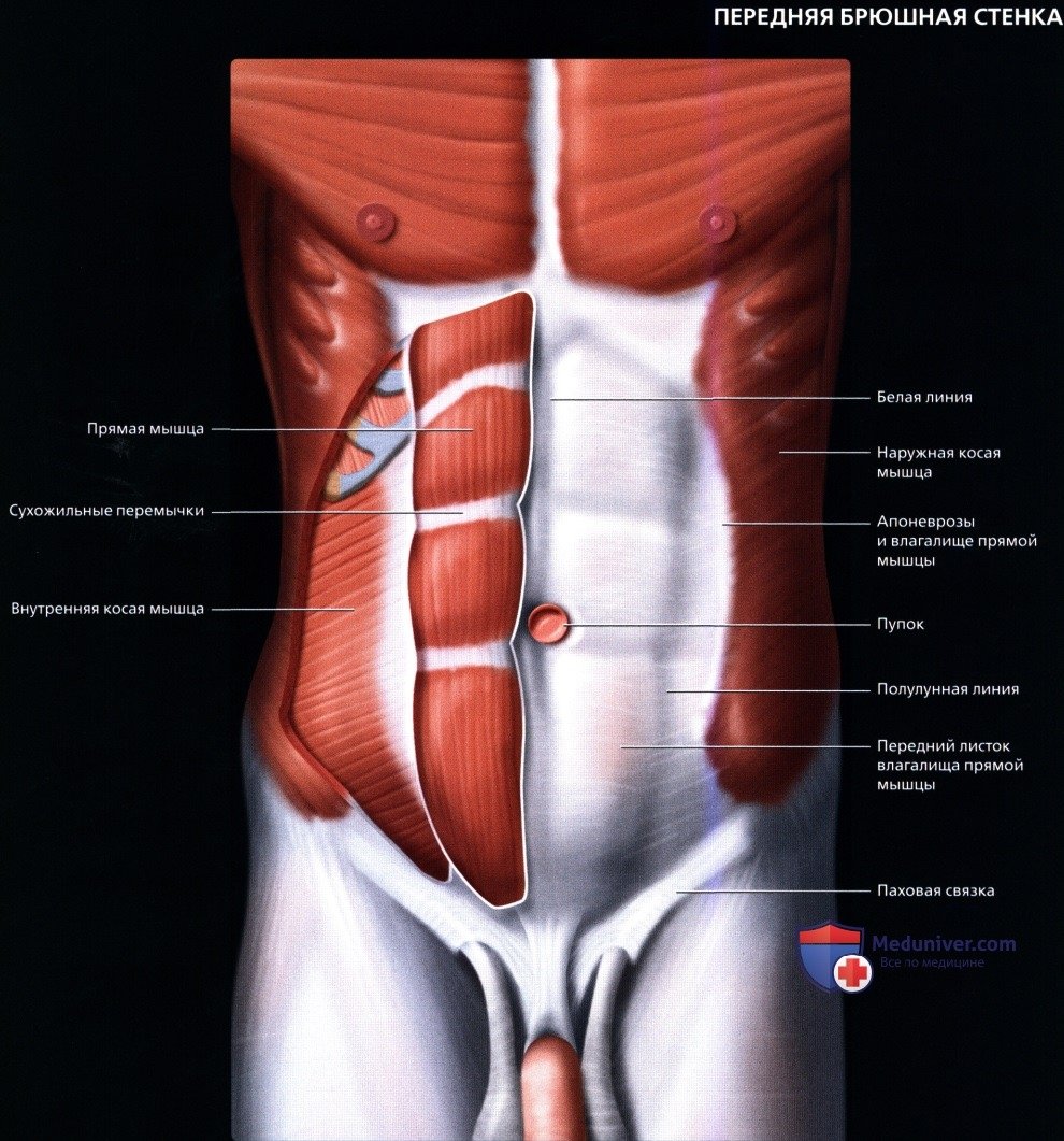 Влагалище прямой мышцы живота анатомия
