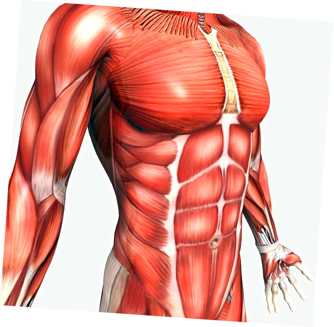 Пресс мышцы живота анатомия