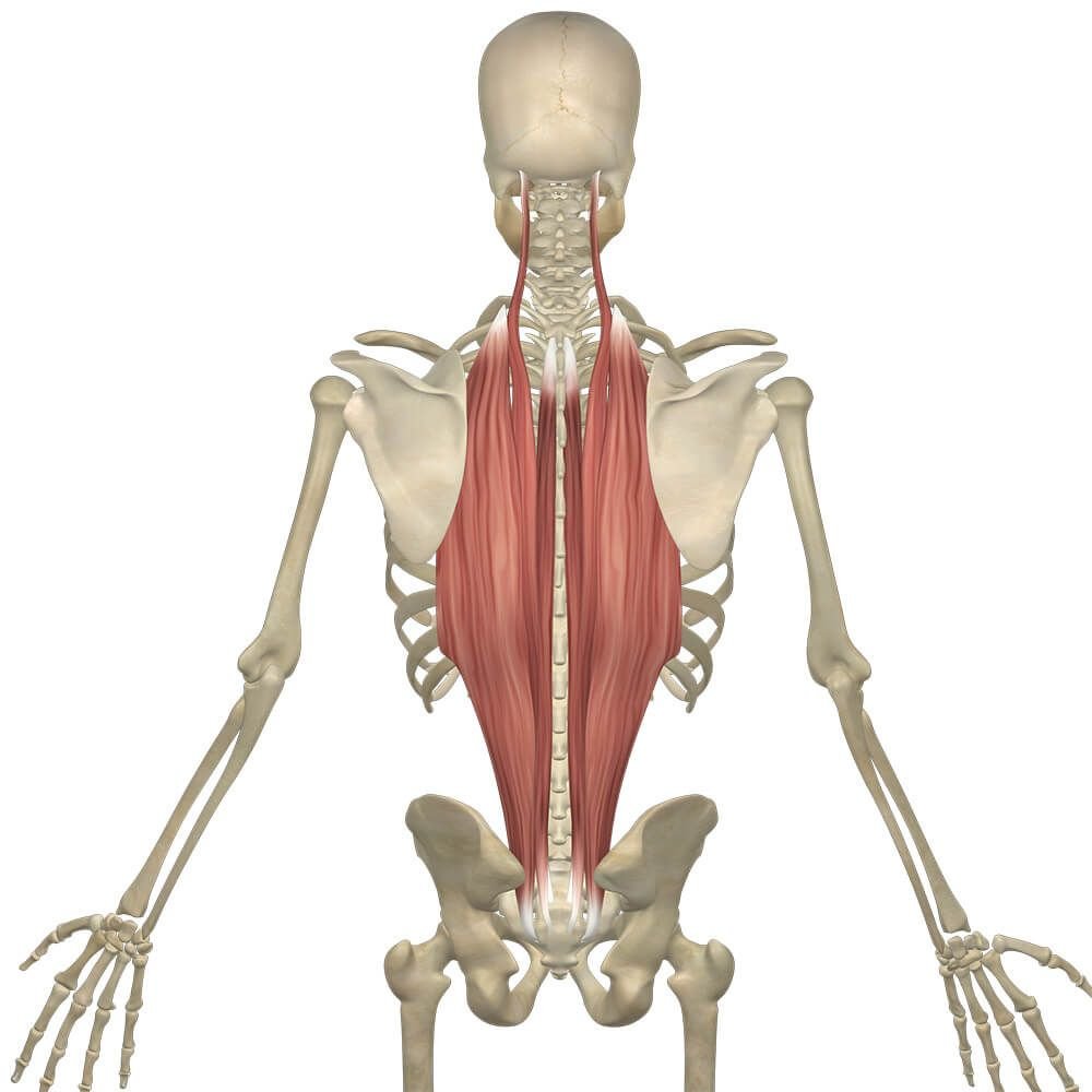 Мышца, выпрямляющая позвоночник m. Erector Spinae