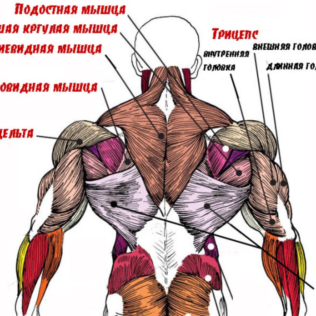 Малая круглая мышца спины анатомия
