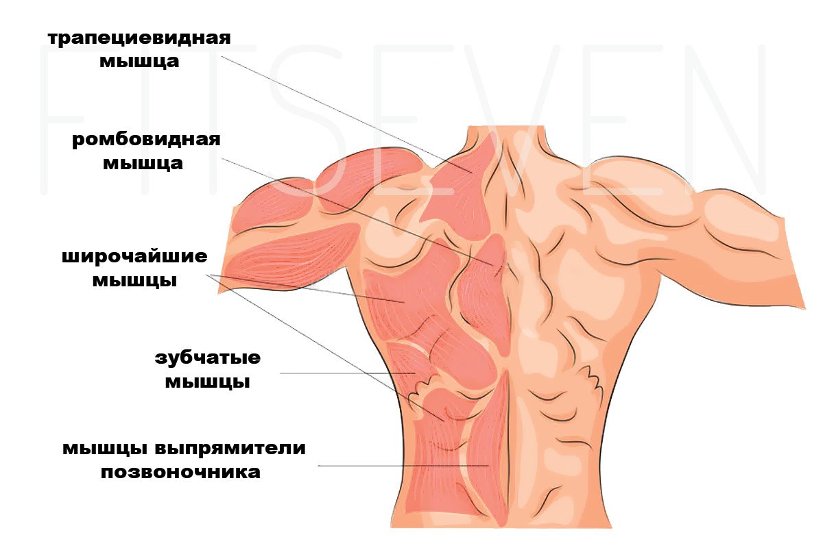 Трапециевидная мышца и ромбовидная