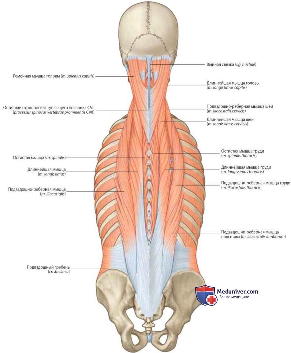 Мышца выпрямляющая позвоночник анатомия