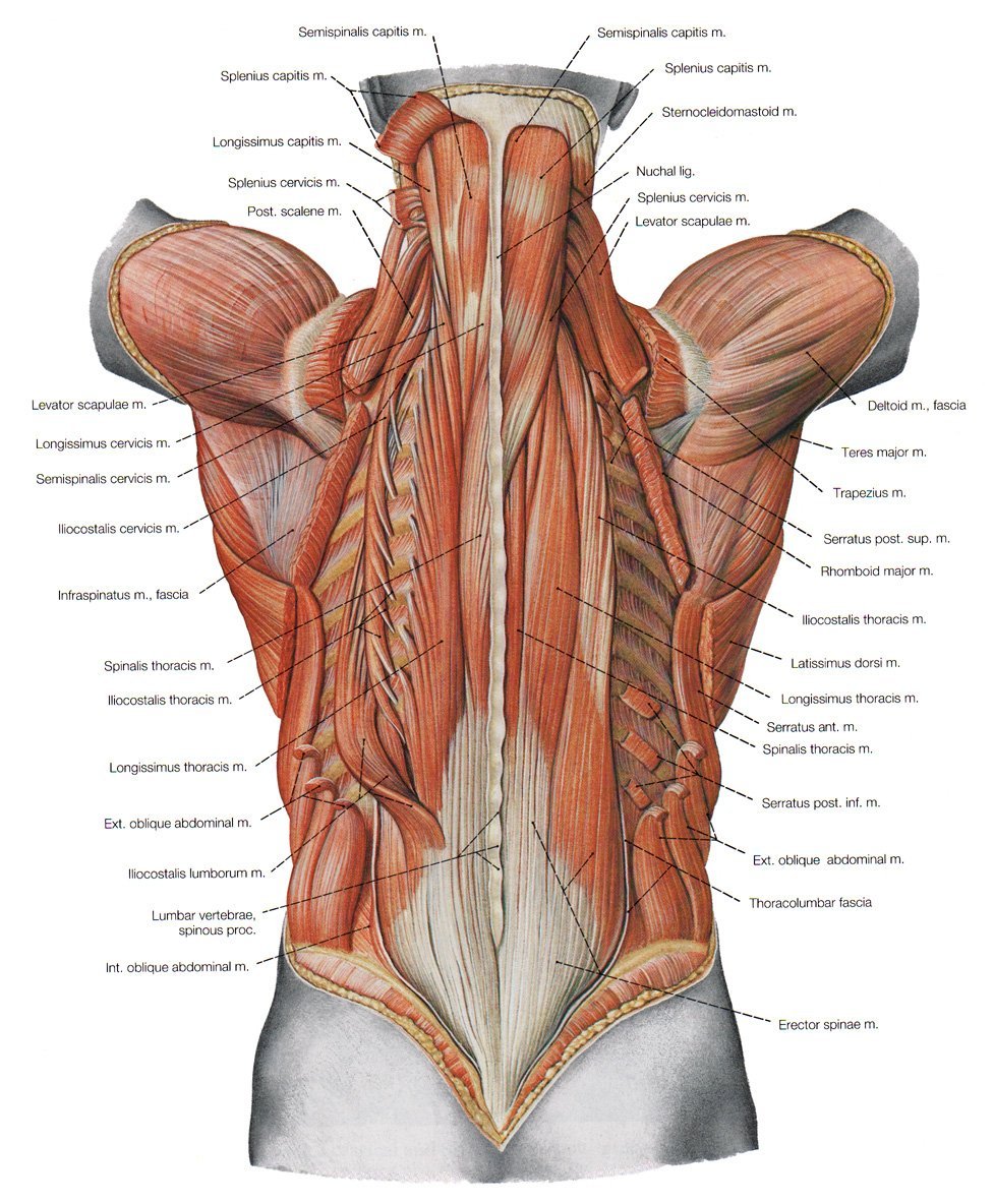 Многораздельные мышцы mm. Multifidi