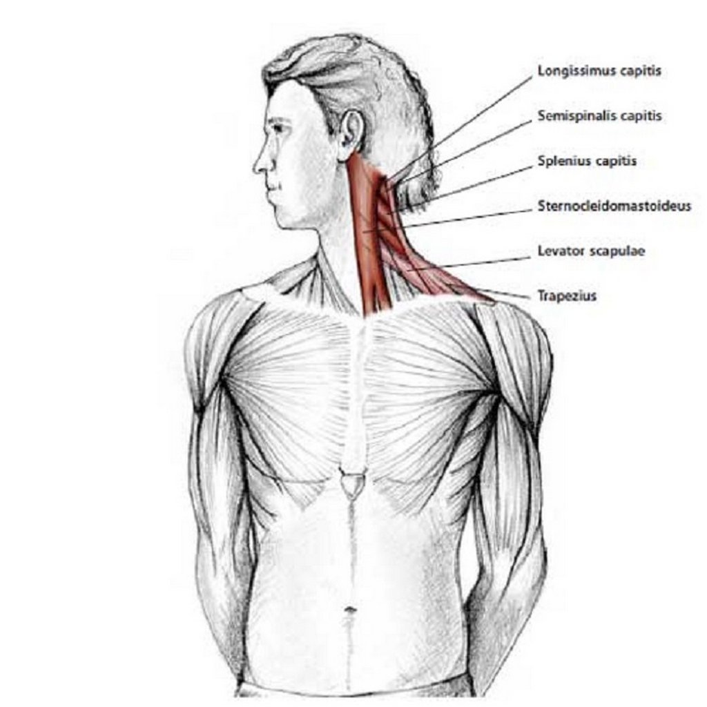 Мышцы шеи и плеча анатомия