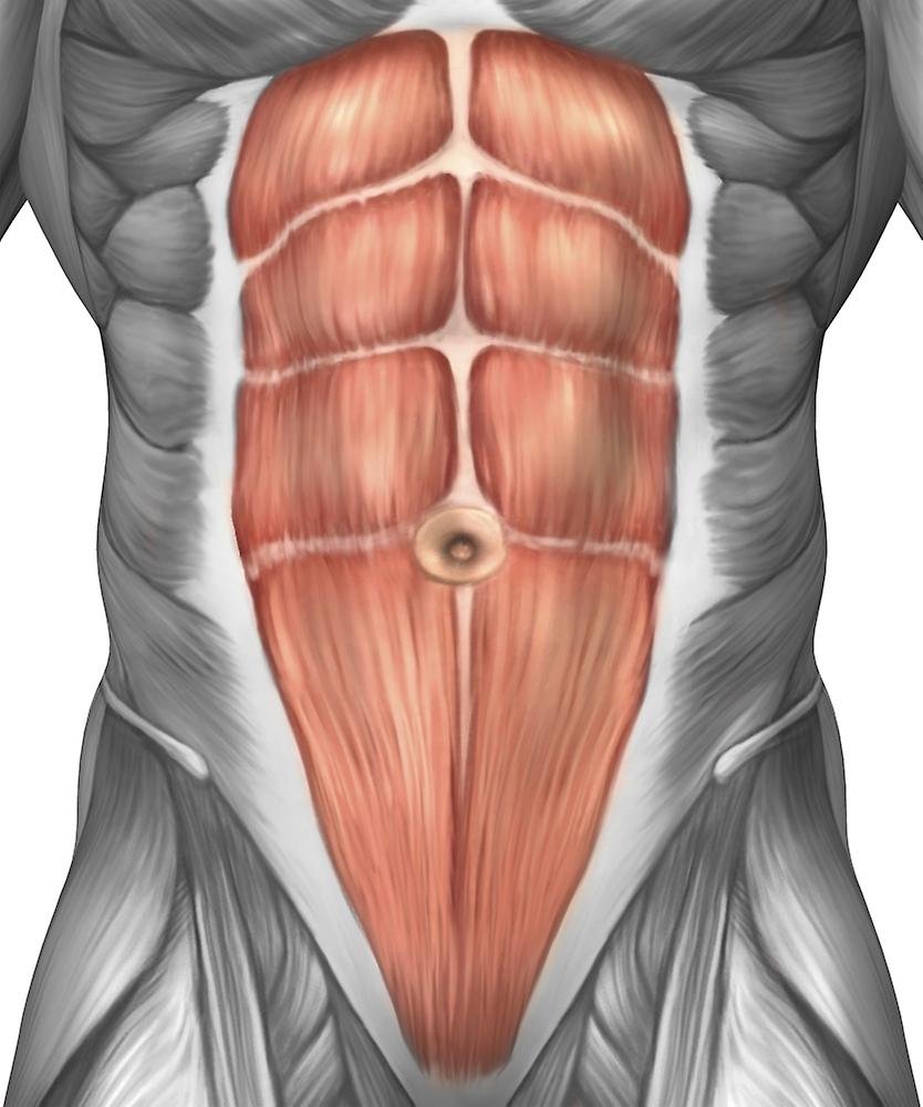 Мышцы брюшного пресса анатомия