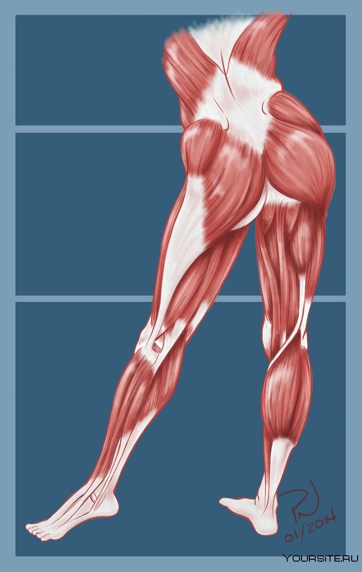 Анатомия ягодичных мышц человека