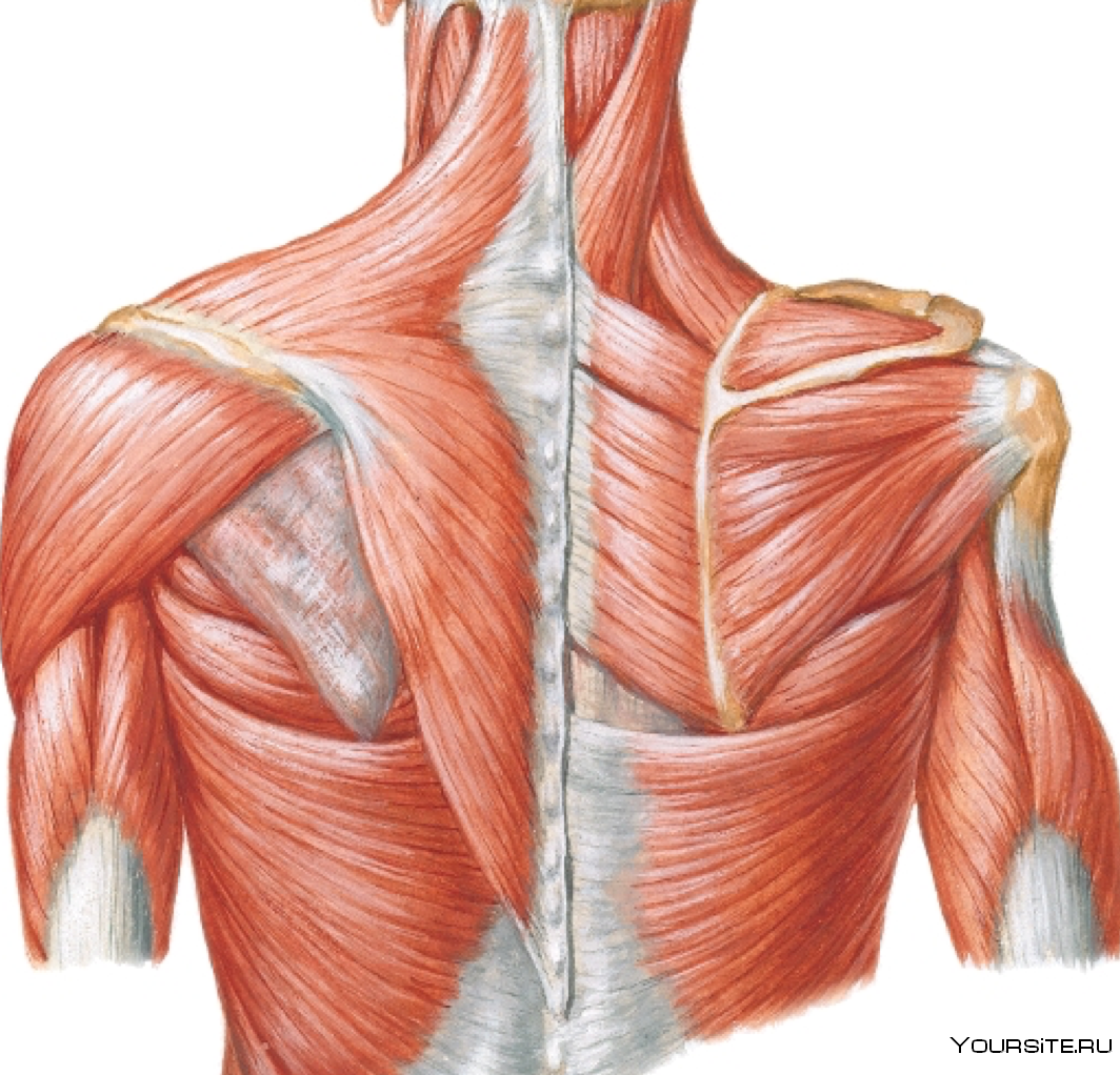 Фасции спины. Latissimus Dorsi мышца. Дельтовидная мышца спины анатомия. Фасции трапециевидной мышцы. Трапециевидная мышца Неттер.