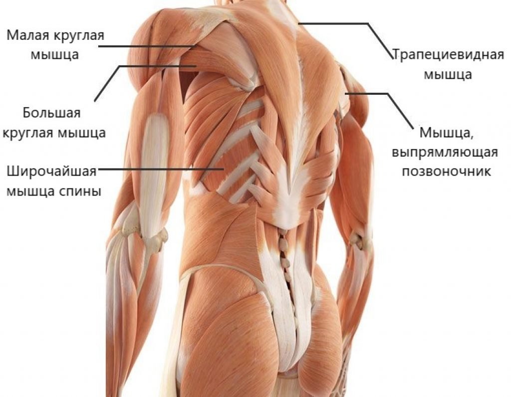 Анатомия человека мышцы ромбовидные