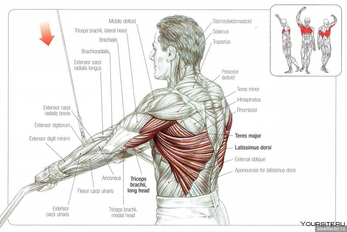 Latissimus Dorsi мышца