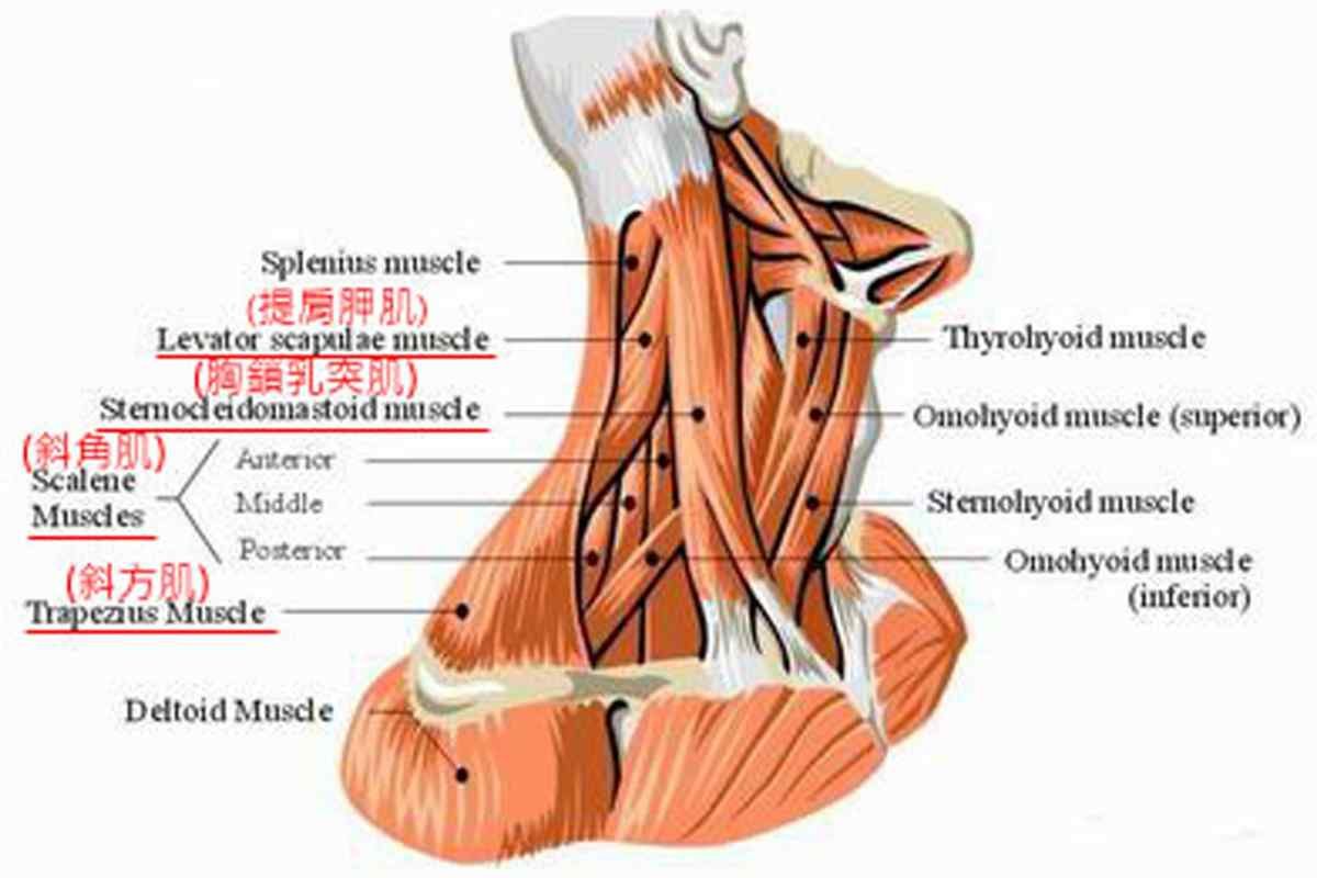 Трапециевидная мышца шеи упражнения