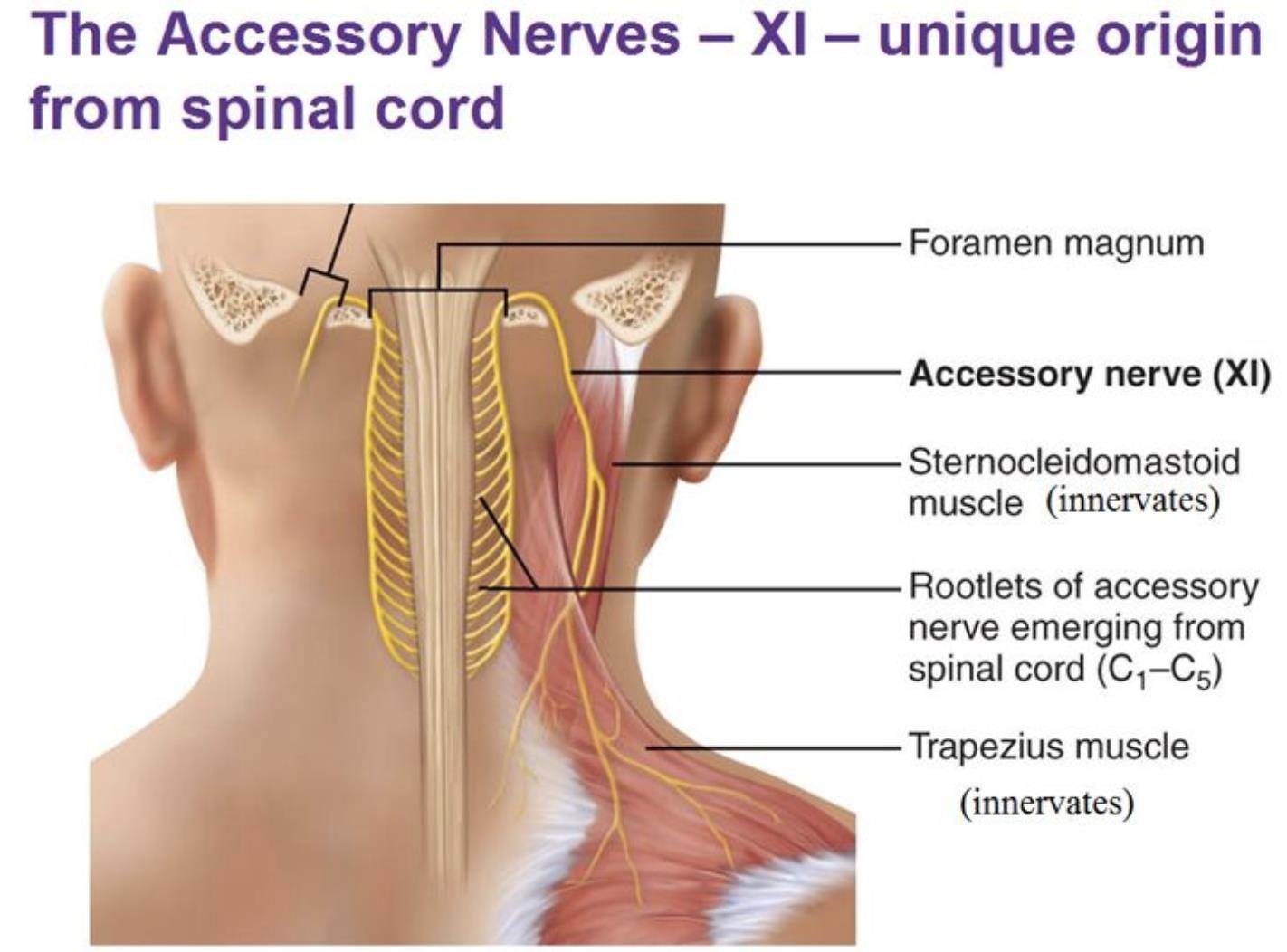 Неприятный нерв. Добавочный нерв иннервирует мышцы. Добавочный нерв анатомия ядра. Ход добавочного нерва.