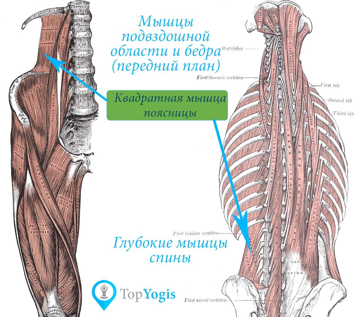 Глубокие мышцы спины Синельников