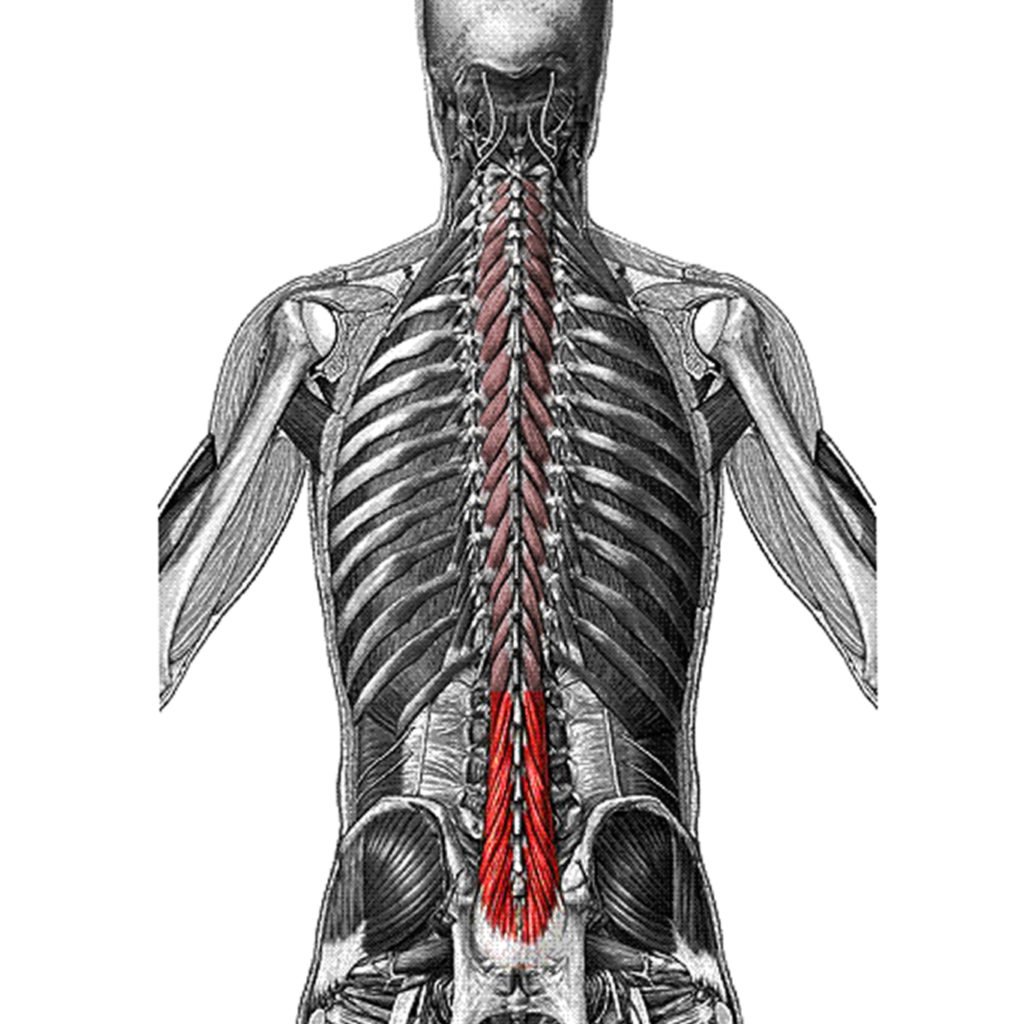 Скелет и мышцы спины