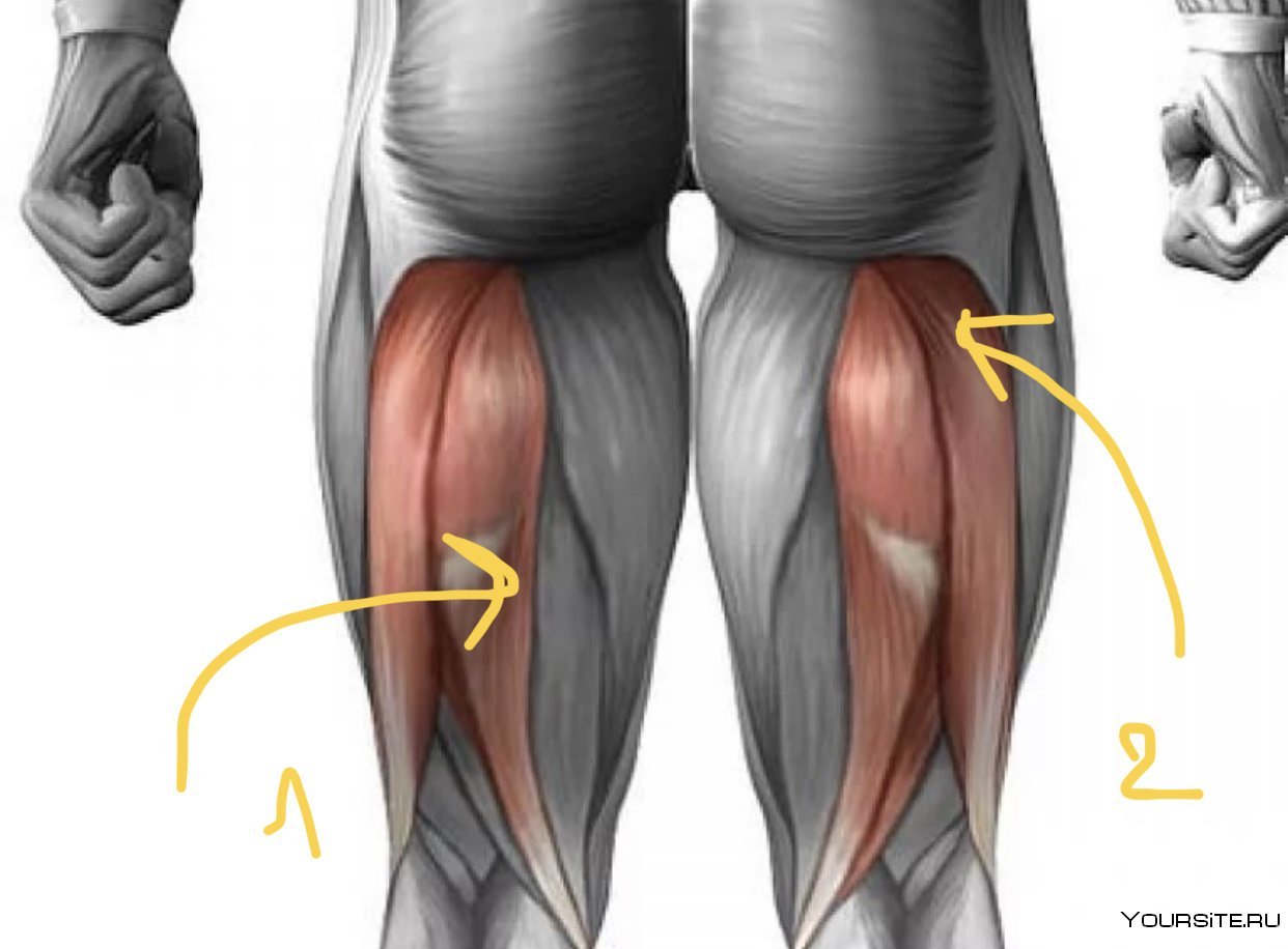 Покажи картинки бедра. Двуглавая мышца бедра анатомия. Задняя четырехглавая мышца бедра. Анатомия задней поверхности бедра. Квадрицепс бедра анатомия.