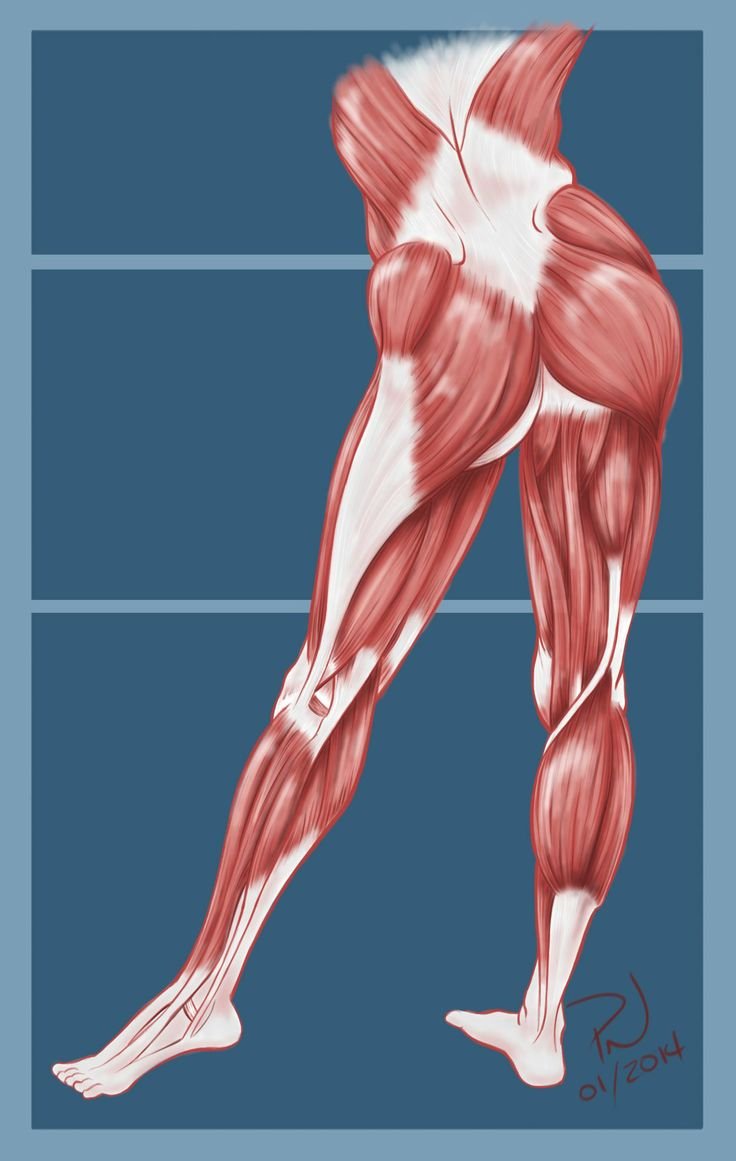 Ягодичные мышцы анатомия
