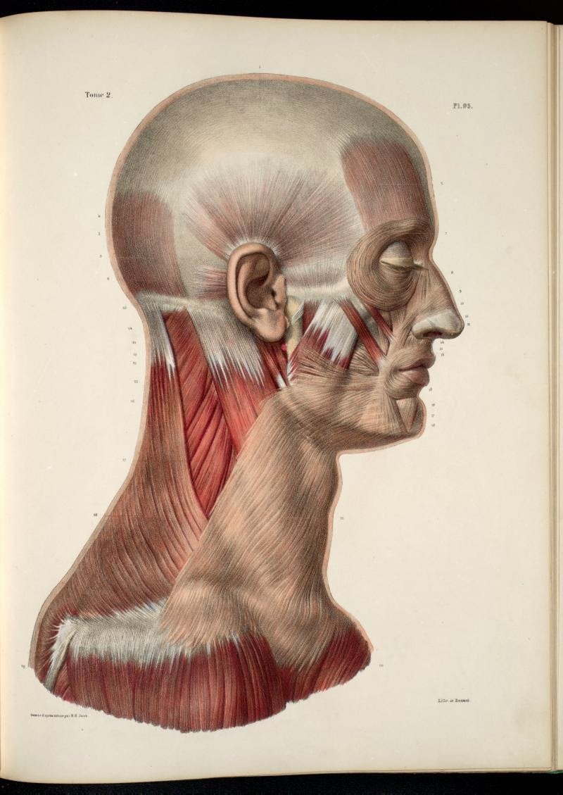 Анатомия человека мышцы лица шеи головы
