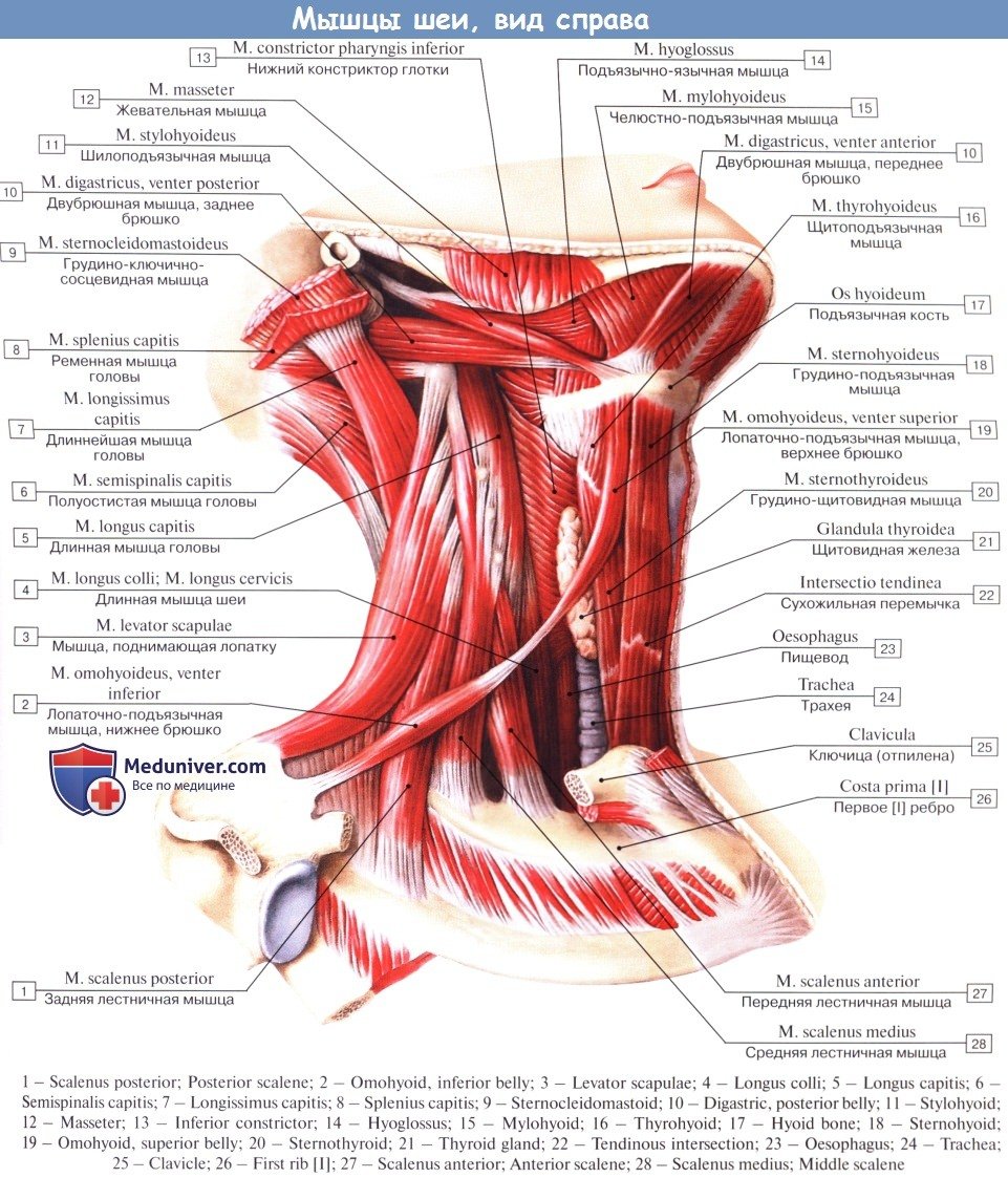 Глубокие мышцы шеи анатомия атлас
