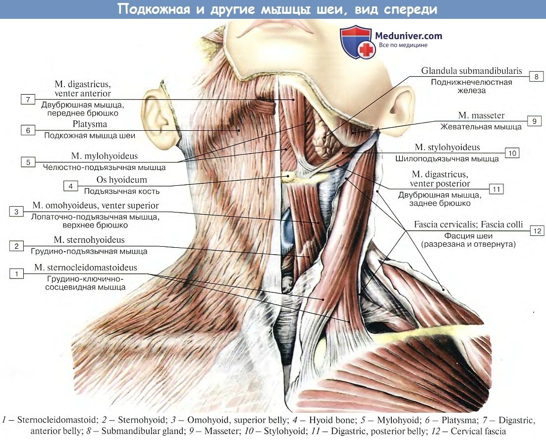 Поверхностные мышцы шеи анатомия
