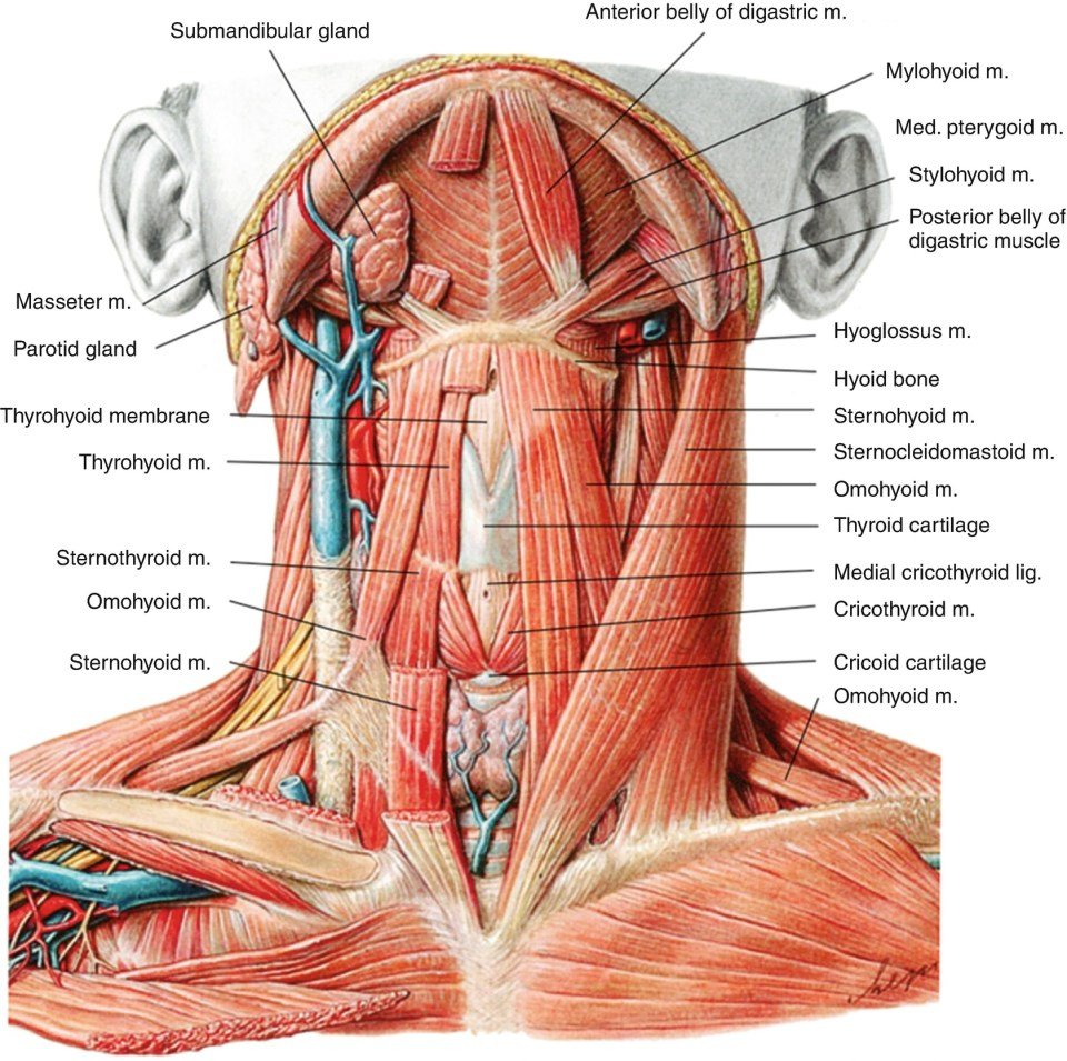 Анатомия человеческой шеи